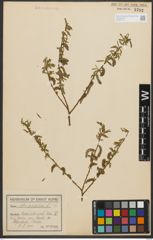 Foto von Salix purpurea L.